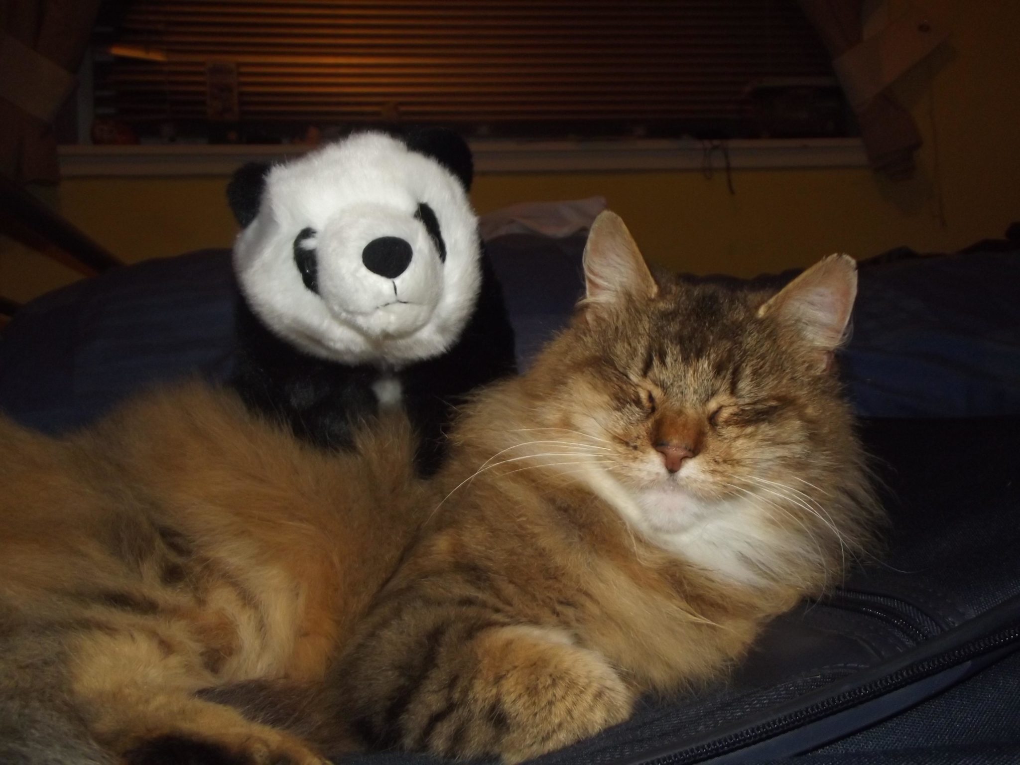Star, the cat! Happily resting with her Panda friend